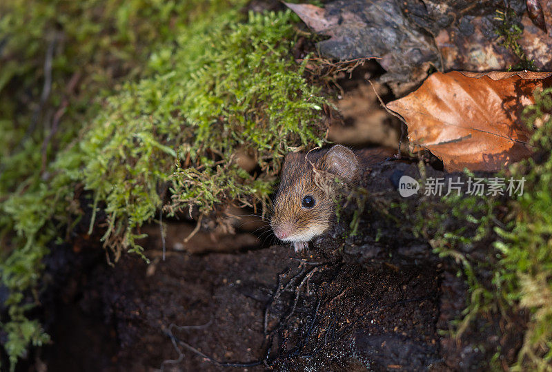 可爱的银行田鼠（Myodes glareolus）